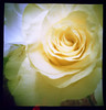 Pinhole Rose