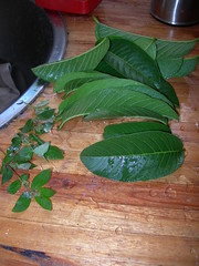 Guava Tree Leaf Tea