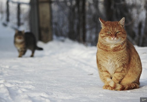 Homeless cats winter ©  Dmitriy Protsenko