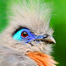 Portrait of a crested coua