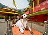 India - Sikkim - Legship - Shiv Mandir Hindu Temple - Nandi - 13