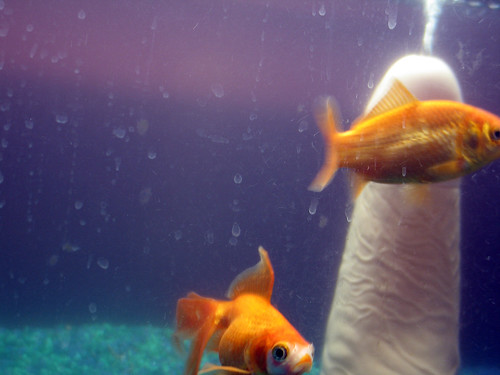 goldfish tank size. aquarium goldfish. size: -