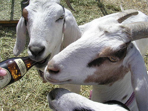 National Give a Goat a Beer Day by Jean&Vic.