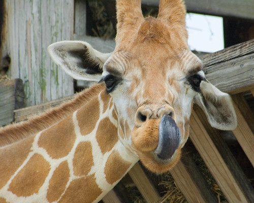a short blog about a tall animal A Giraffe's Tongue