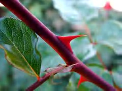 red-rose-thorn
