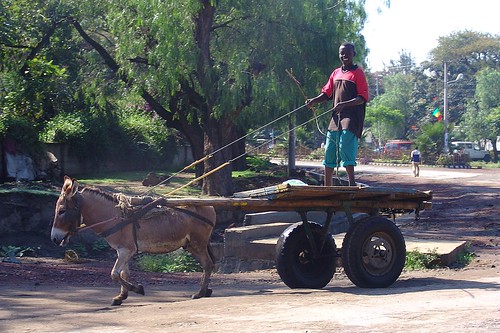 Donkey and cart, Awassa