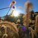 Foxtails and Sun 10.14.2005