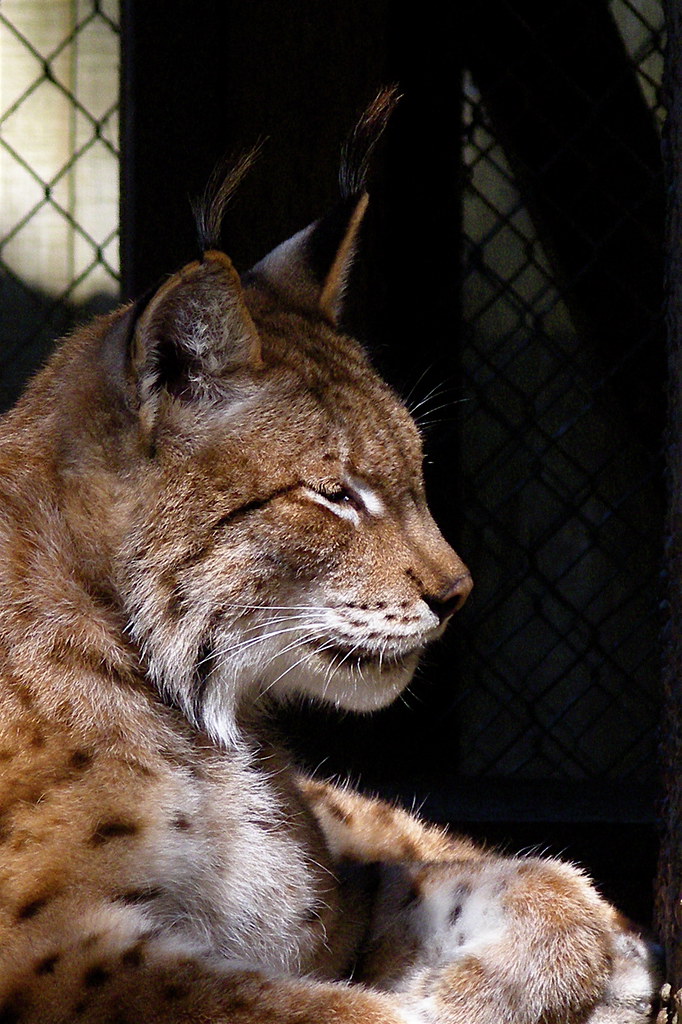 Eurasian lynx (lynx lynx)