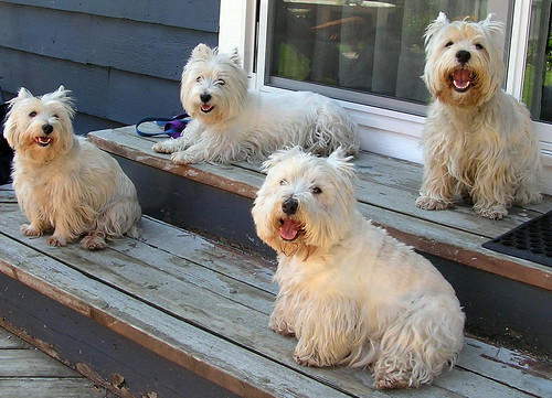 Westies are descended from Cairn Terriers who occasionally whelped white 