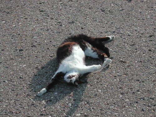 DSC_0116 · DSC_0118 · Dead Cat on Road. ← Oldest photo