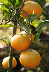 Mandarin oranges at my garden