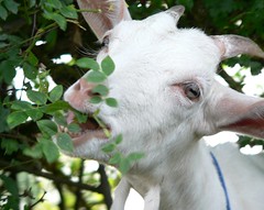 Goat eats its way through hedge by florriebassingbourn
