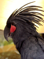 Black Palm Cockatoo