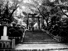 弥彦神社、新潟県、日本。 yahiko jinja, niigata city, japan (by niko.chan)