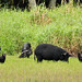 Black vultures hanging out with black pigs