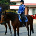 Dalian mounted policewoman