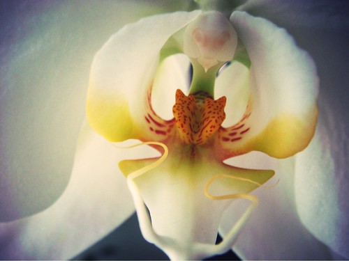 Orchids detail ©  NO PHOTOGRAPHER
