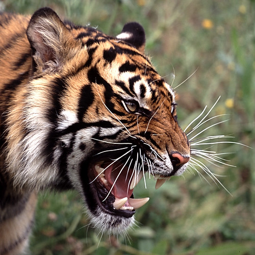 tiger face profile. Tiger face portrait in a