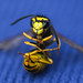 An ex-wasp