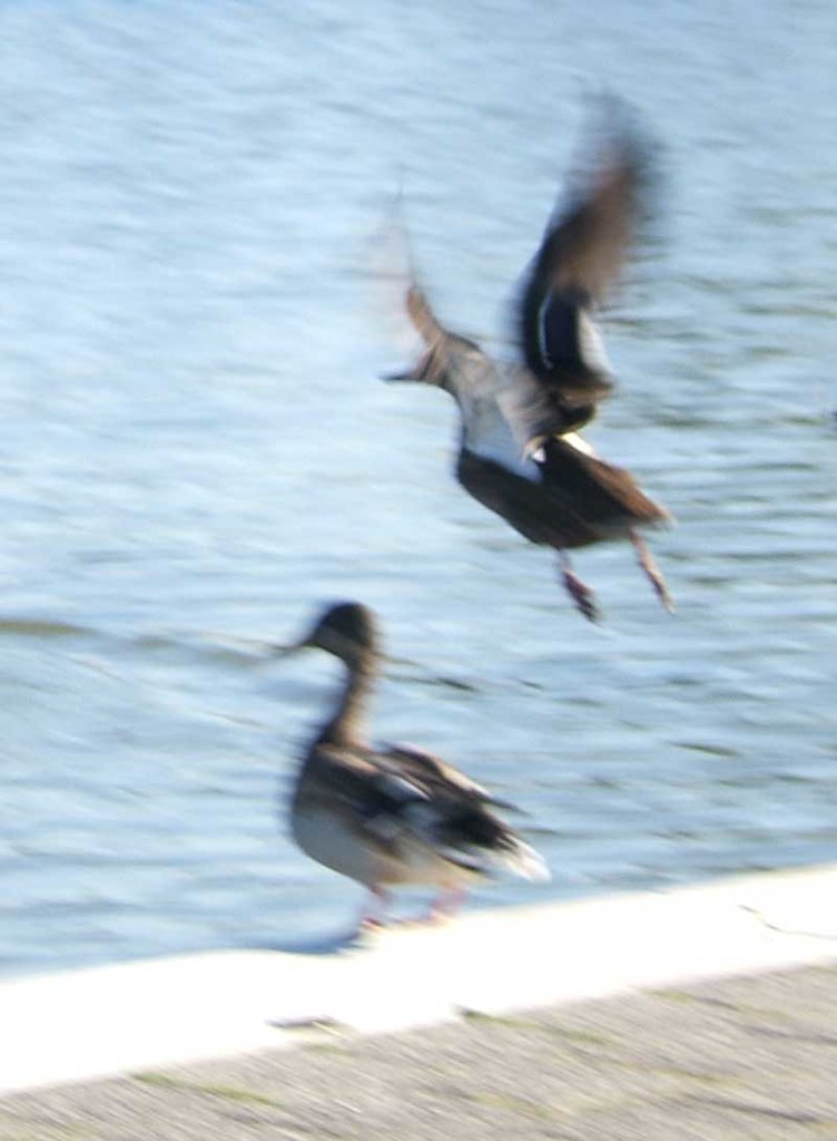 blurry ducks