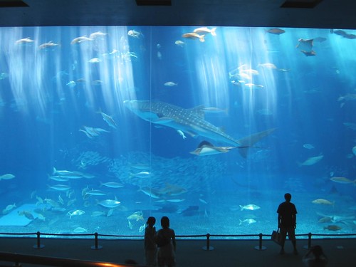 Beauty and others sea aquarium/Okinawa Churaumi Aquarium