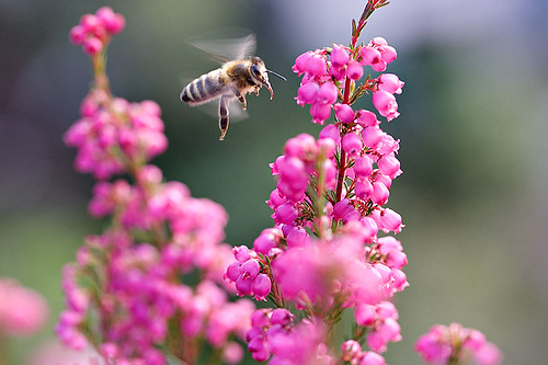 Bee In Flight (BIF)