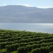 Lake Okanagan and Vineyards