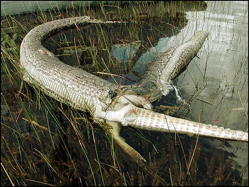 pythons in everglades. Gator Vs. Python