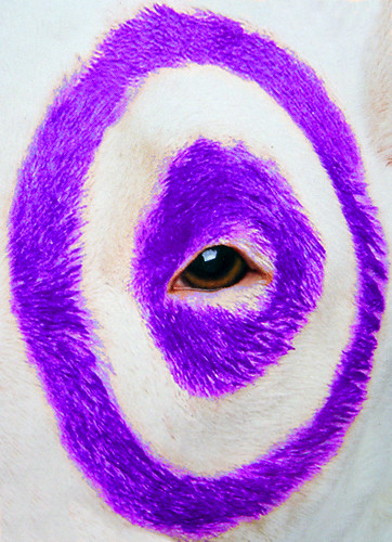 target dog bullseye. poster of the Target Dog