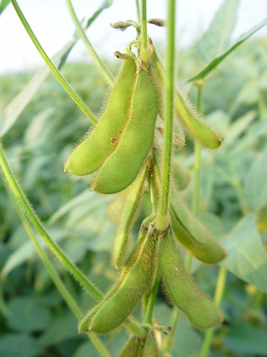 Soybean Pods photo courtesy of Jimmy Smith 