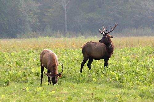 Elk in Cataloochee