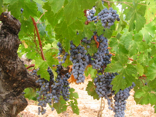 Grapes, Amador County CA