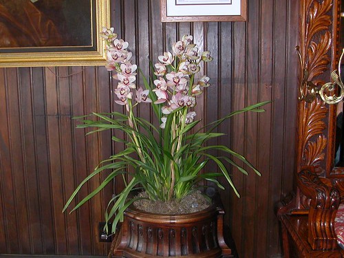 Orchids - Mendocino Hotel lobby 
