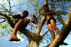 3 monkeys in a tree