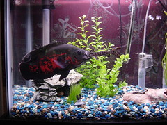 Akwarystyka - fish tank