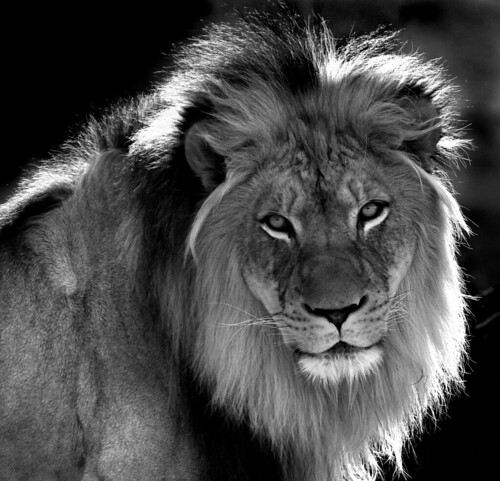  lion black and white 