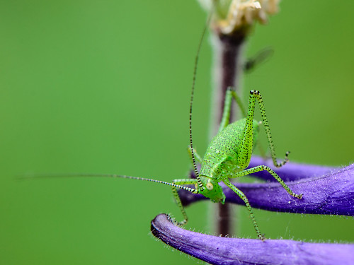 Speckled bush-cricket ©  kuhnmi
