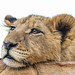 Tired lion cub
