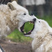 Polar wolf's argument