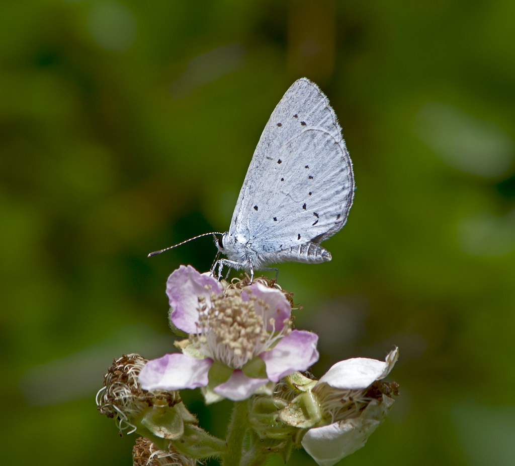 :   / Celastrina argiolus / Holly blue butterfly /   / Faulbaum-Bl