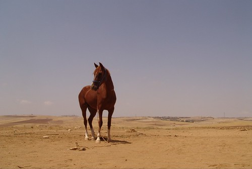 Jordan - Anglo-Arab stallion, Kings Highway
