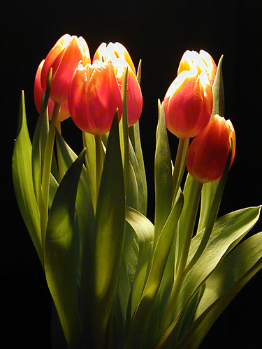 Tulips are beautiful flowers. Posted by Girls Tattoo at 01:16
