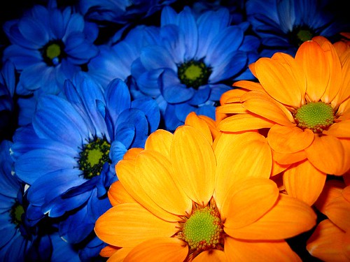 Flores by Dip Beam.