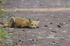 Red Fox and Prey