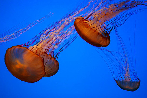 Jelly Fish, Monterey Bay Aquarium by Buck Forester 