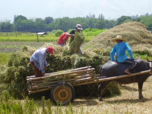 Philippines,Pinoy,Life,loading men harvesting harvest rice working farm farmer rural carabao  farming cart 