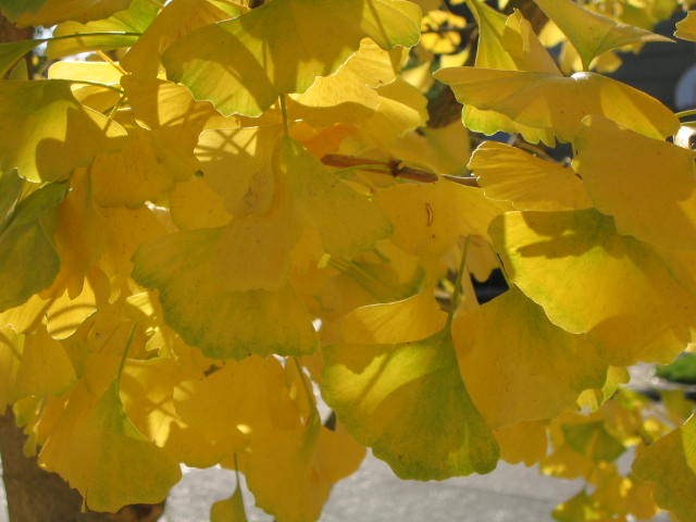 Ginkgo biloba leaves in Fall color - courtesy of Flickr user Rozanne