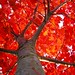 Flaming Red Oak von CaptPiper