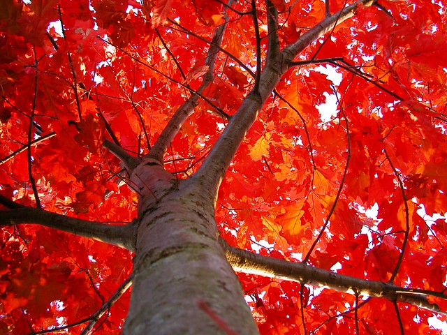 Flaming Red Oak