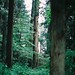 Japan Cedars
